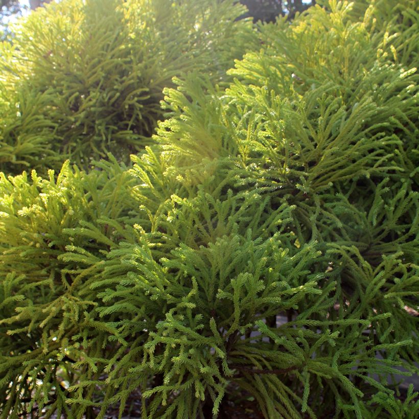 Cryptomeria japonica Globosa Nana - Cedro del Giappone (Foliage)
