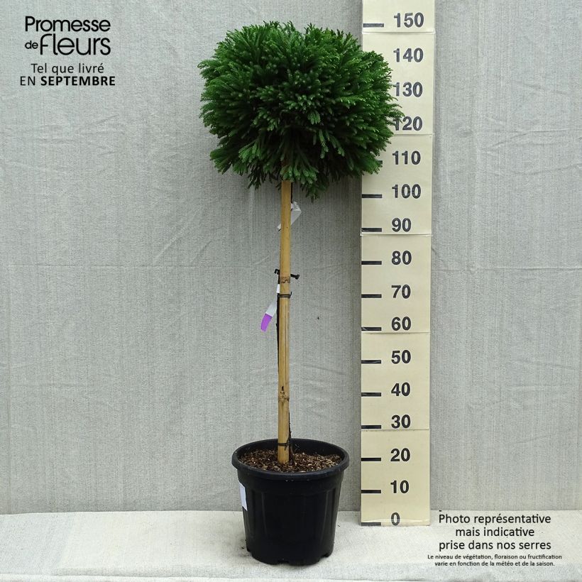 Esemplare di Cryptomeria japonica Globosa Nana - Cedro del Giappone Vaso da 12L/15L, Vaso impalcato consegnato in estate