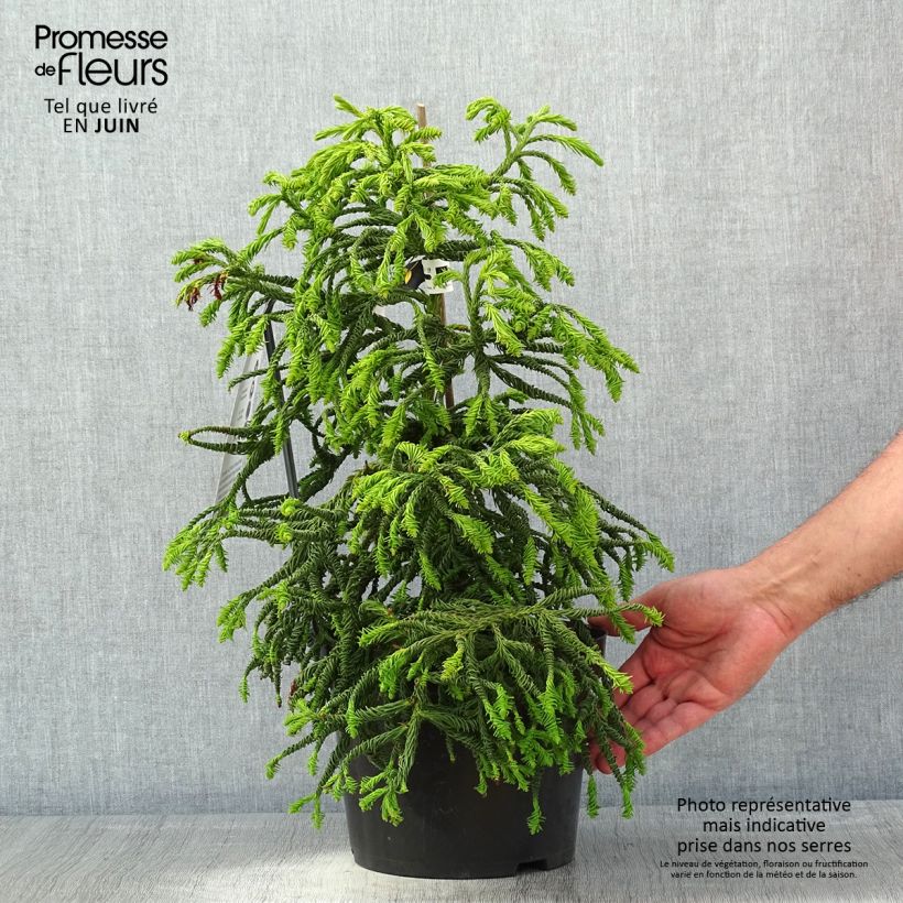 Example of Cryptomeria japonica Spiralis - Cedro del Giappone Vaso da 4L/5L as you get in printemps