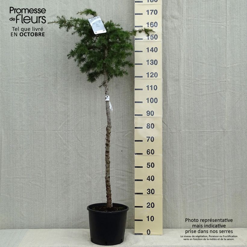 Esemplare di Cedrus libani - Cedro del Libano Vaso da 7,5L/10L, Vaso impalcato come consegnato in autunno