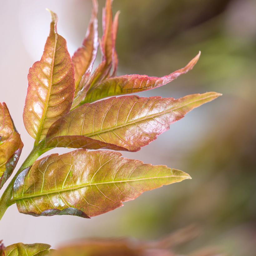 Toona sinensis (Fogliame)