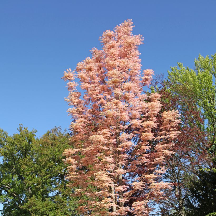 Toona sinensis Flamingo (Plant habit)