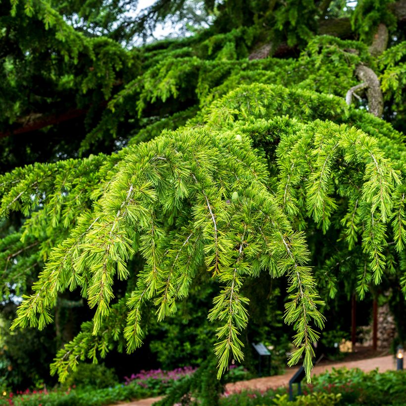 Cedrus deodara (semi) - Cedro dell'Himalaya (Fogliame)