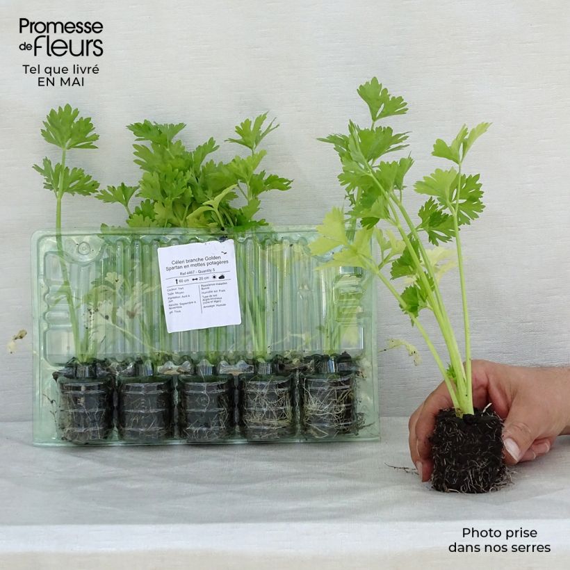 Example of Sedano rosso Golden Spartan (piante) zolla 4 cm x 4,5 cm as you get in printemps