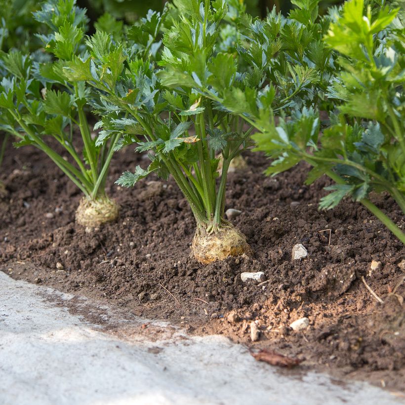 Sedano rapa Monarch (Porto)