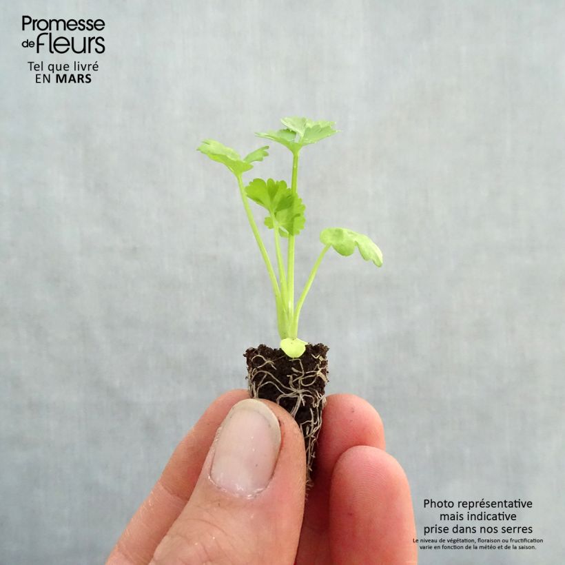 Sedano rapa Monarch Bio Mini zolla Ø 1,5/2,5 cm esemplare consegnato in primavera