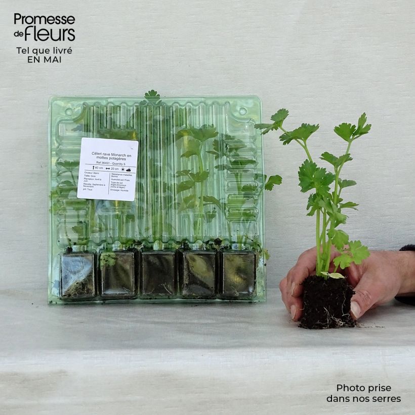 Sedano rapa Monarch (piante) mini zolla... esemplare consegnato in primavera