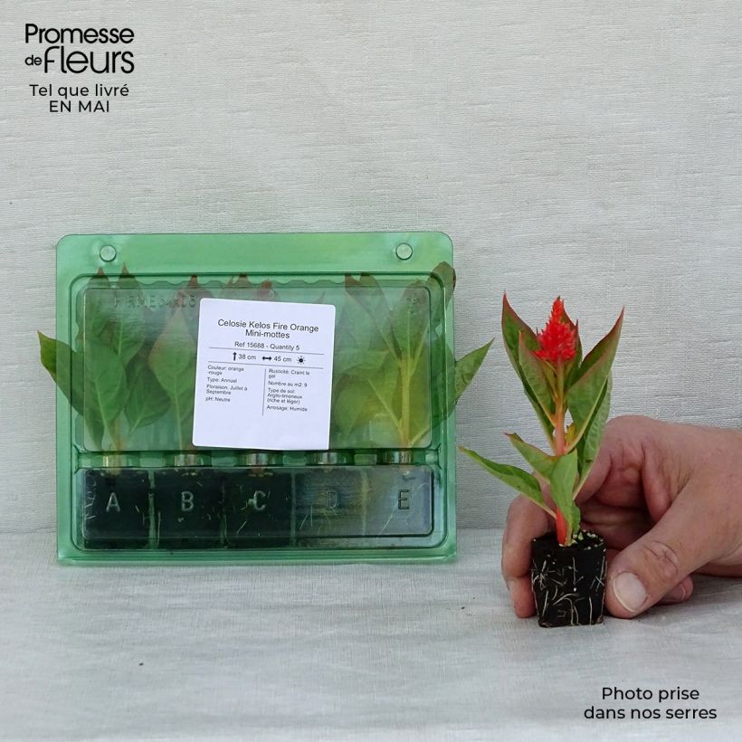 Celosia argentea var. plumosa Kelos Fire Orange - Amaranto piumoso mini zolla... esemplare consegnato in primavera