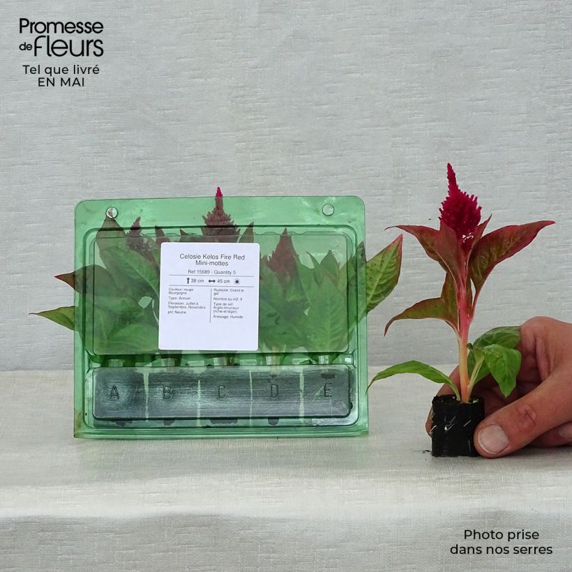Example of Celosia spicata Kelos Fire Red mini zolla... as you get in printemps