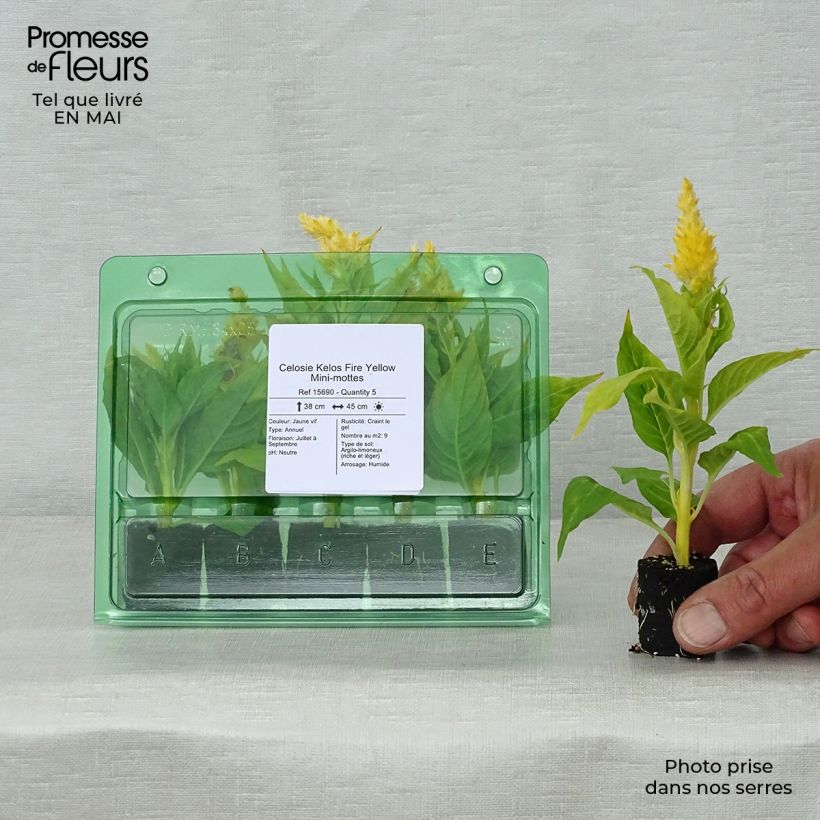 Example of Celosia spicata Kelos Fire Yellow mini zolla... as you get in printemps