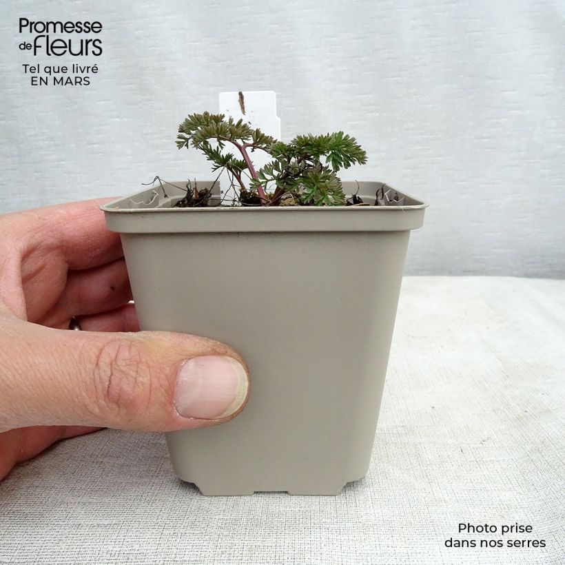 Cenolophium denudatum - Prezzemolo baltico Vasetto da 8/9 cm esemplare consegnato in primavera