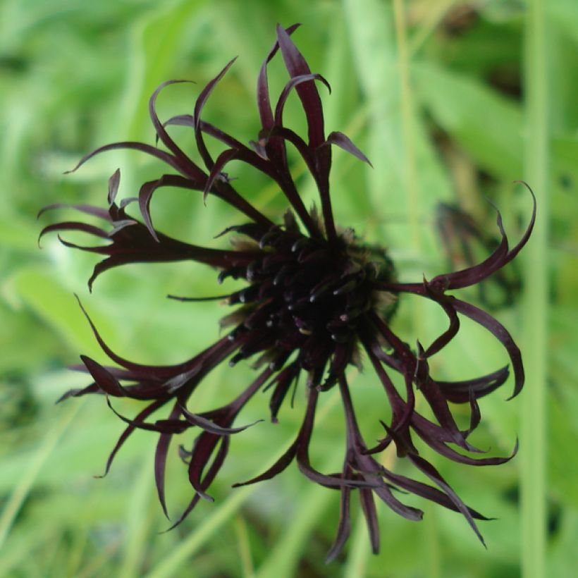 Centaurea montana Black Sprite - Fiordaliso montano (Flowering)