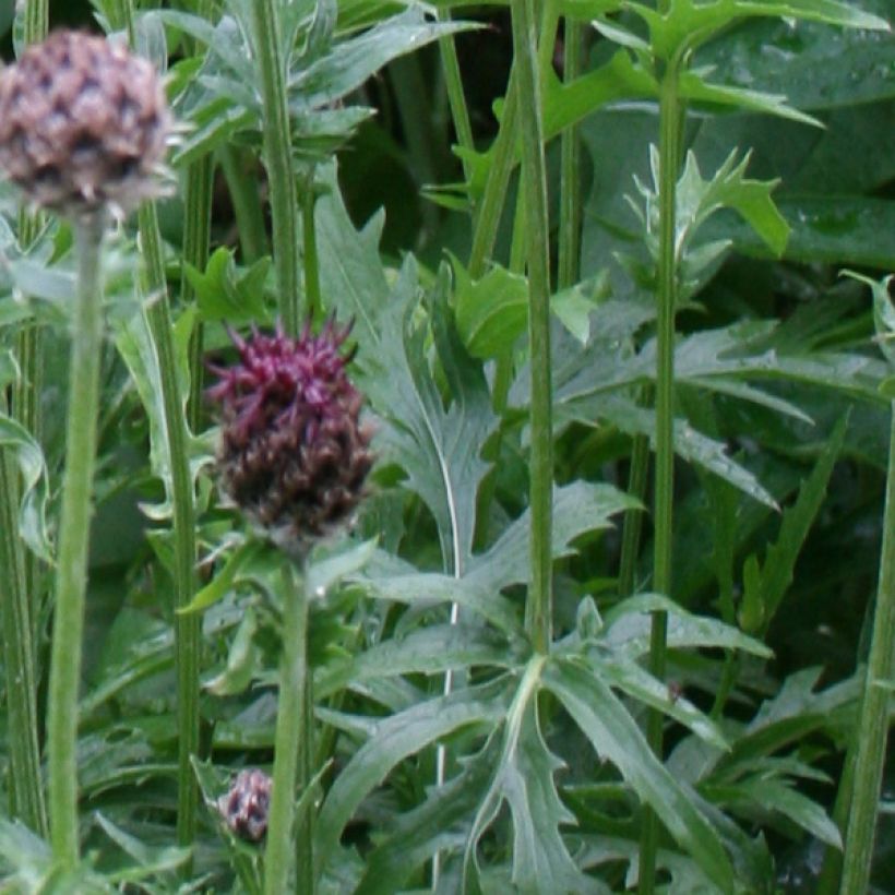 Centaurea atropurpurea - Fiordaliso (Foliage)