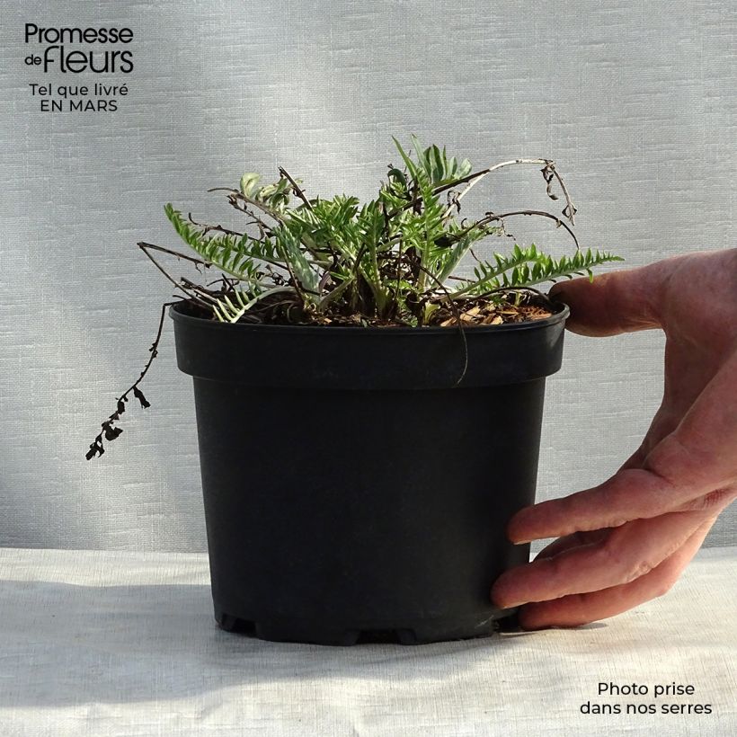 Example of Centaurea atropurpurea - Fiordaliso Vasetto da 8/9 cm as you get in printemps