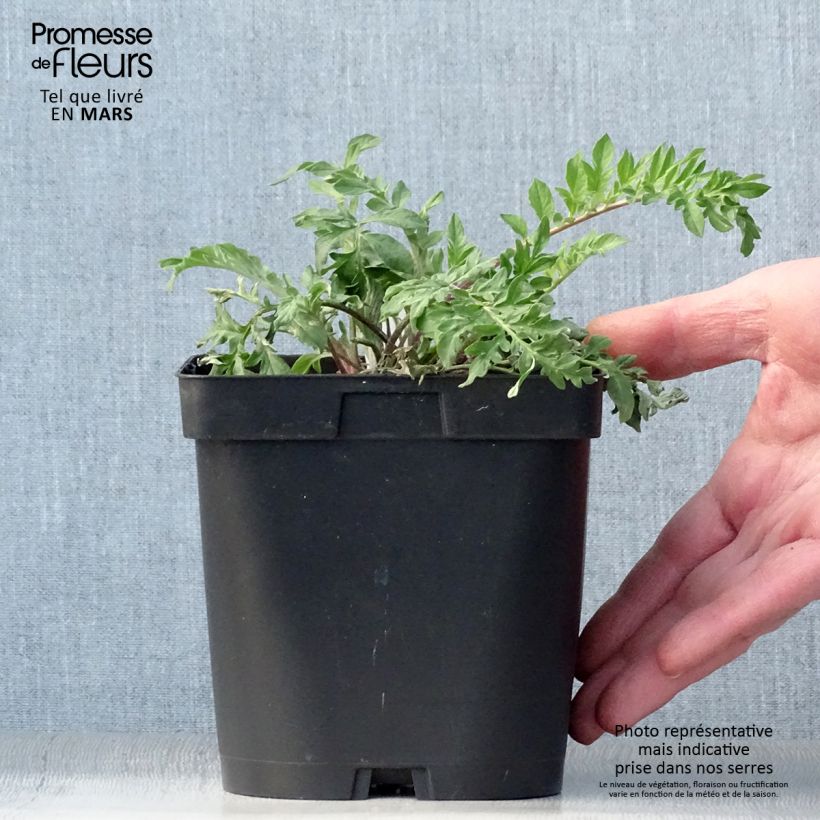 Example of Centaurea dealbata - Fiordaliso Vaso da 2L/3L as you get in printemps