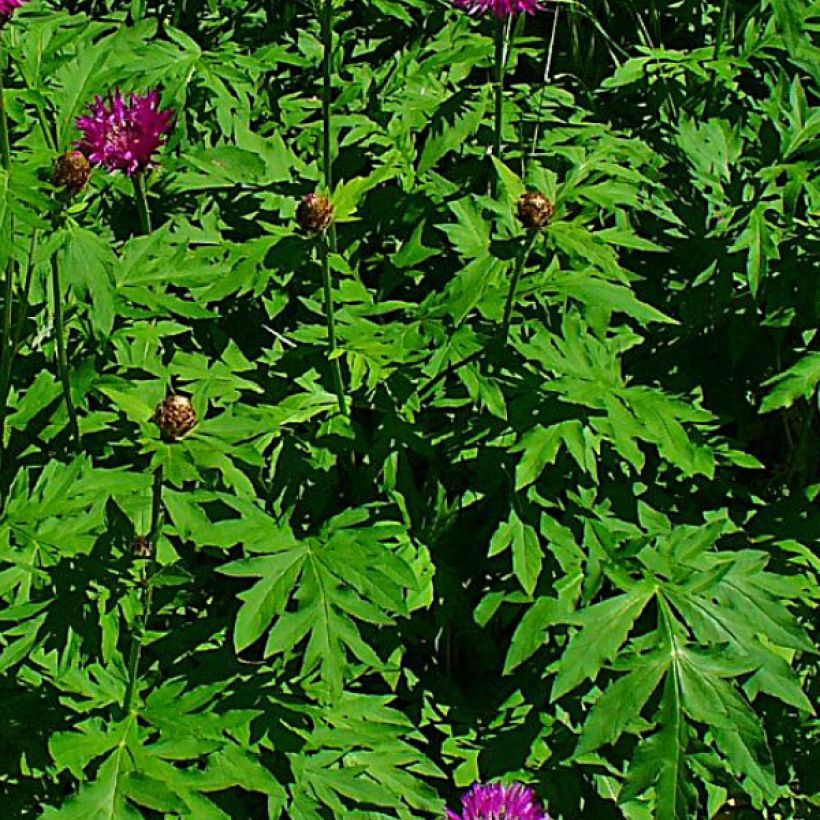 Centaurea dealbata Stenbeergii - Fiordaliso (Foliage)