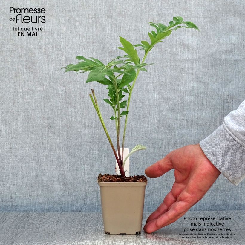 Example of Centaurea dealbata Stenbeergii - Fiordaliso Vasetto da 8/9 cm as you get in printemps