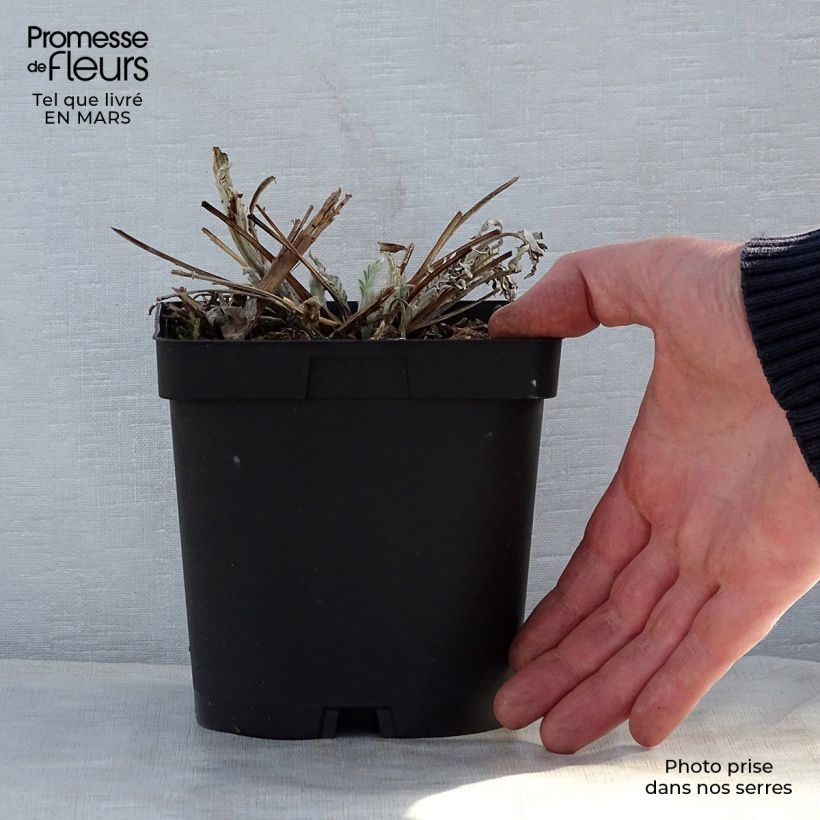 Example of Centaurea dealbata Stenbeergii - Fiordaliso Vaso da 2L/3L as you get in printemps