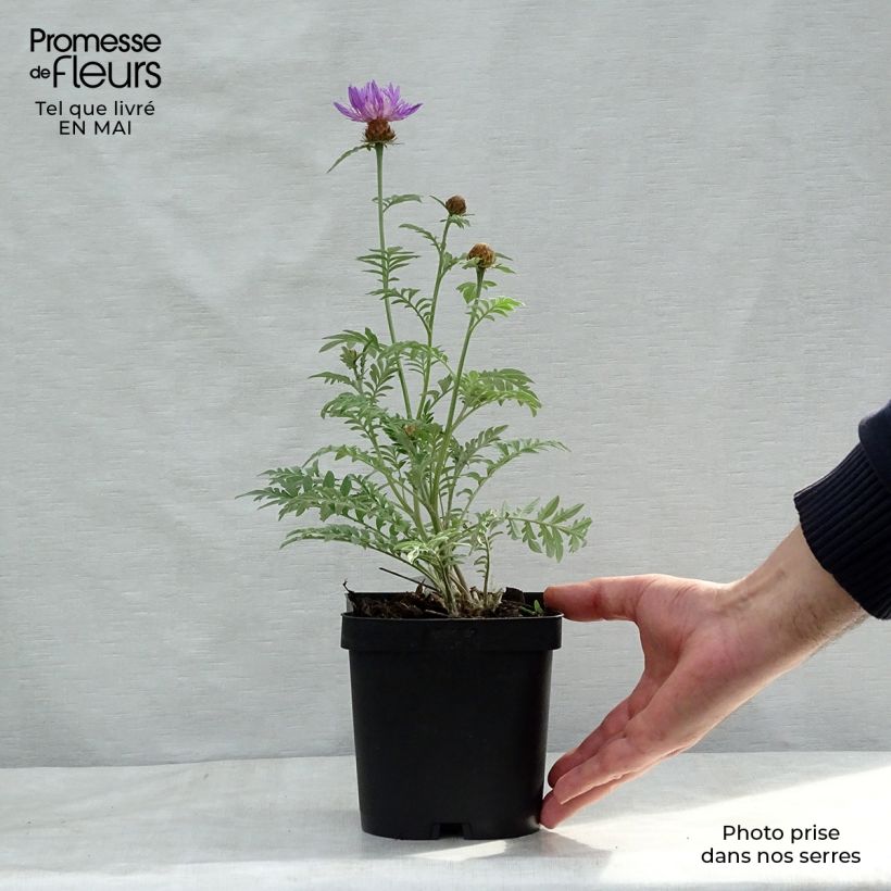 Example of Centaurea dealbata - Fiordaliso Vasetto da 8/9 cm as you get in printemps