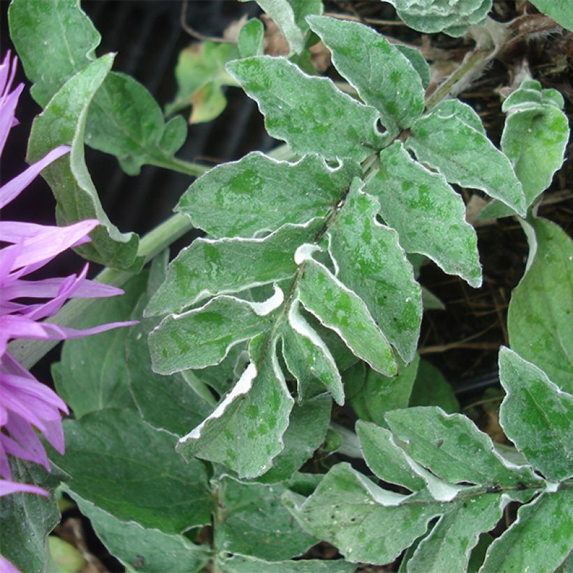 Centaurea hypoleuca John Coutts - Fiordaliso (Foliage)