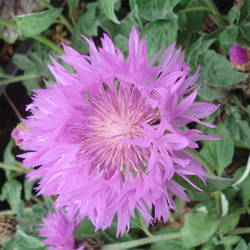 Centaurea hypoleuca John Coutts - Fiordaliso (Flowering)