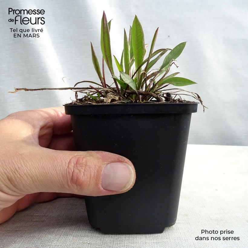 Example of Centaurea jacea - Fiordaliso stoppione Vasetto da 8/9 cm as you get in printemps