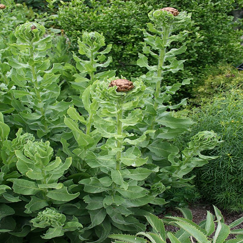 Centaurea macrocephala - Fiordaliso (Foliage)