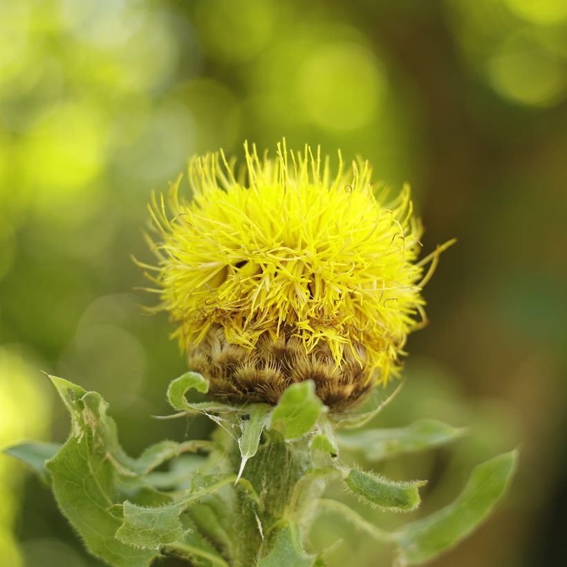Centaurea macrocephala - Fiordaliso (Flowering)
