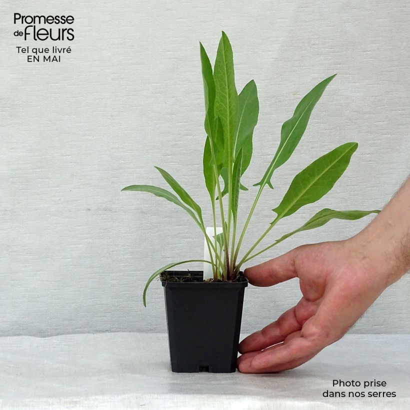 Example of Centaurea macrocephala - Fiordaliso Vasetto da 8/9 cm as you get in printemps