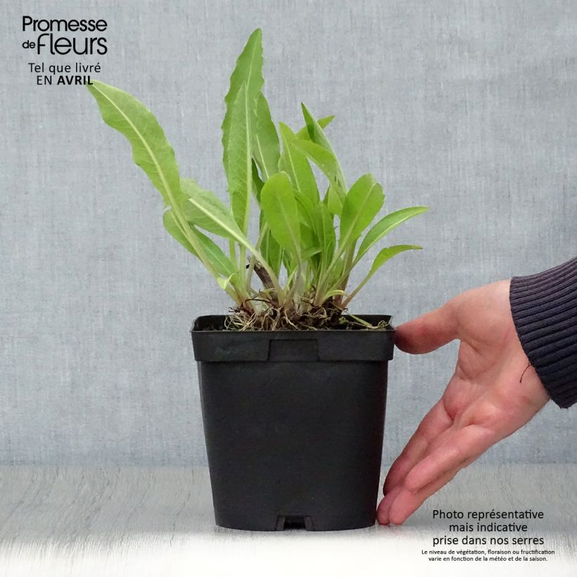 Example of Centaurea macrocephala - Fiordaliso Vaso da 2L/3L as you get in printemps