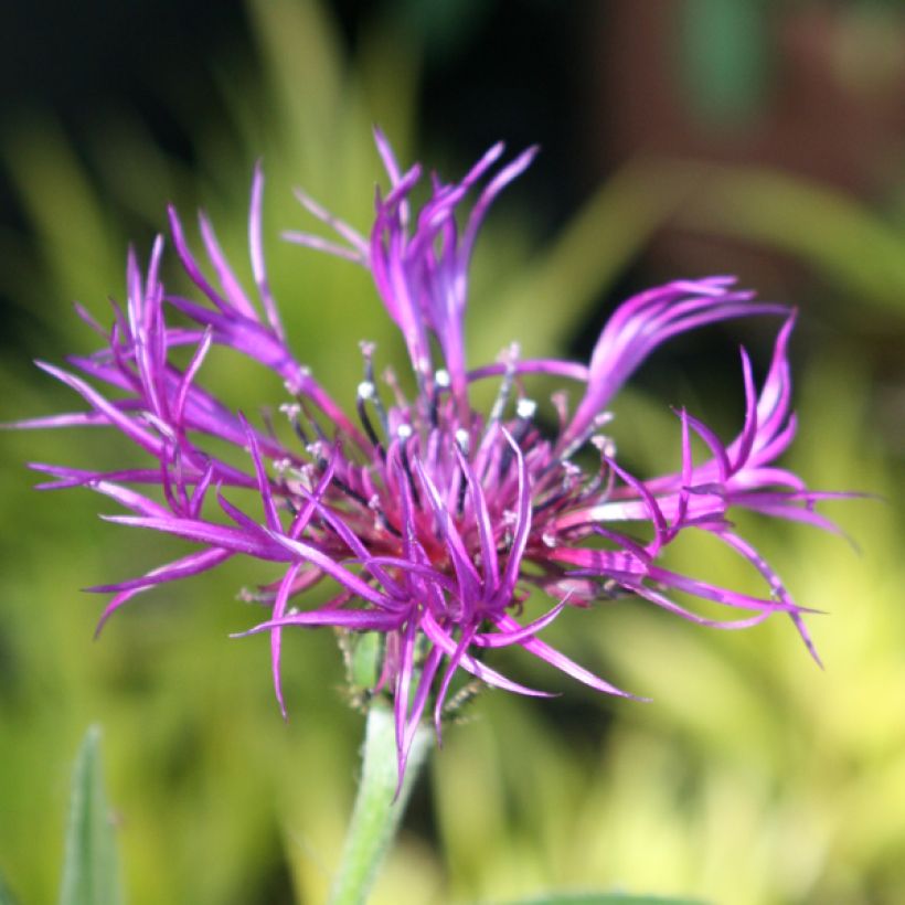Centaurea montana Amethyst Dream - Fiordaliso montano (Flowering)
