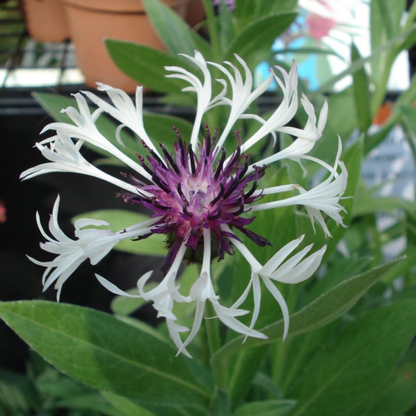Centaurea montana Purple Heart - Fiordaliso montano (Flowering)