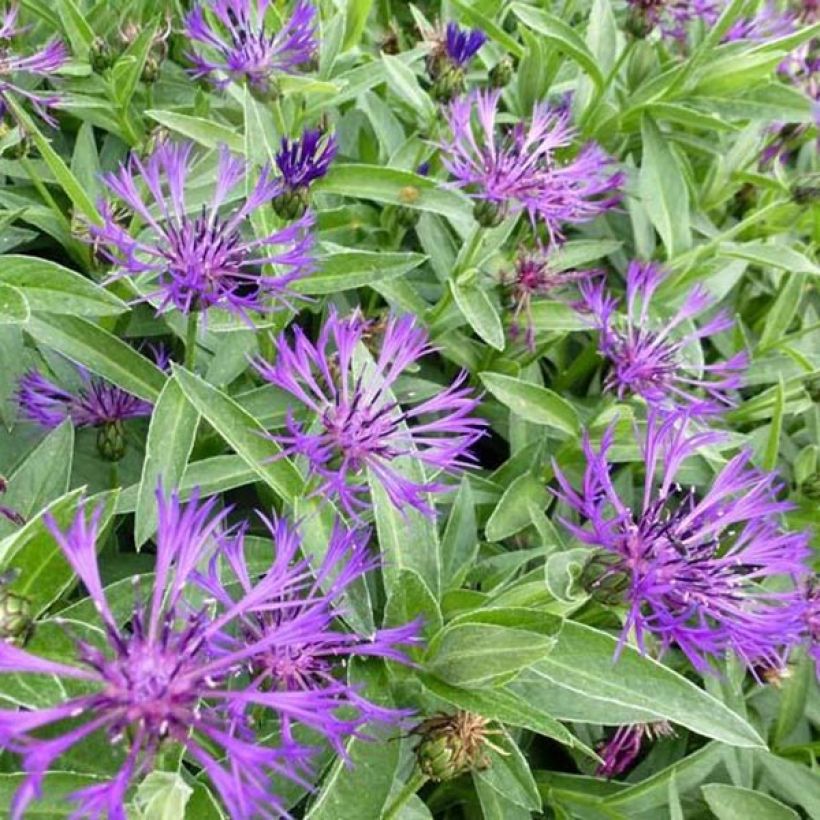 Centaurea montana Violetta - Fiordaliso montano (Flowering)