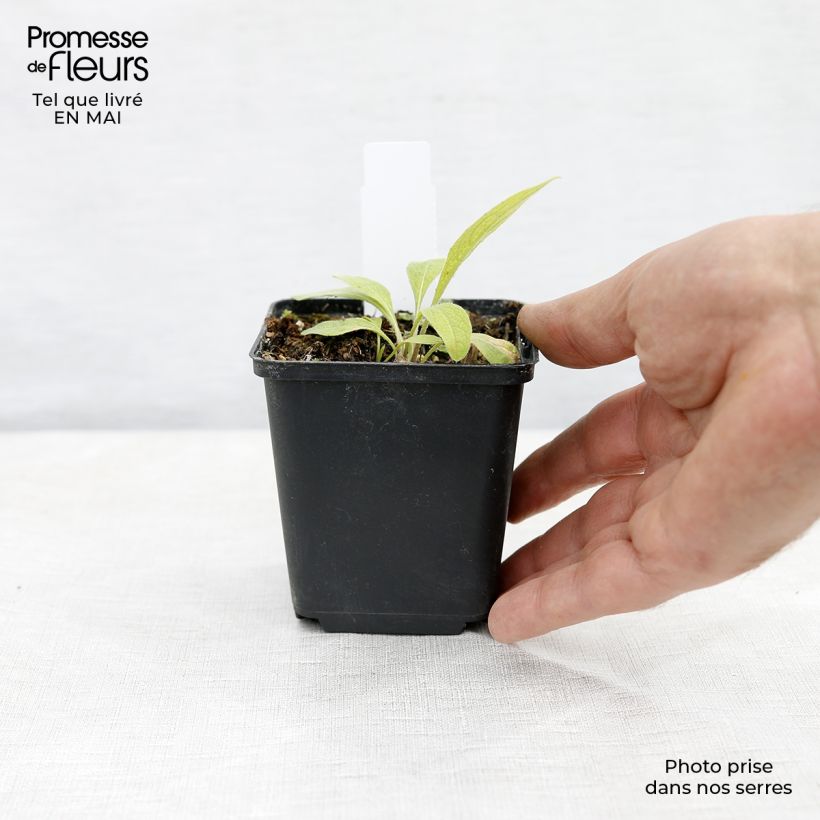 Example of Centaurea montana Caramia - Fiordaliso montano Vasetto da 8/9 cm as you get in printemps