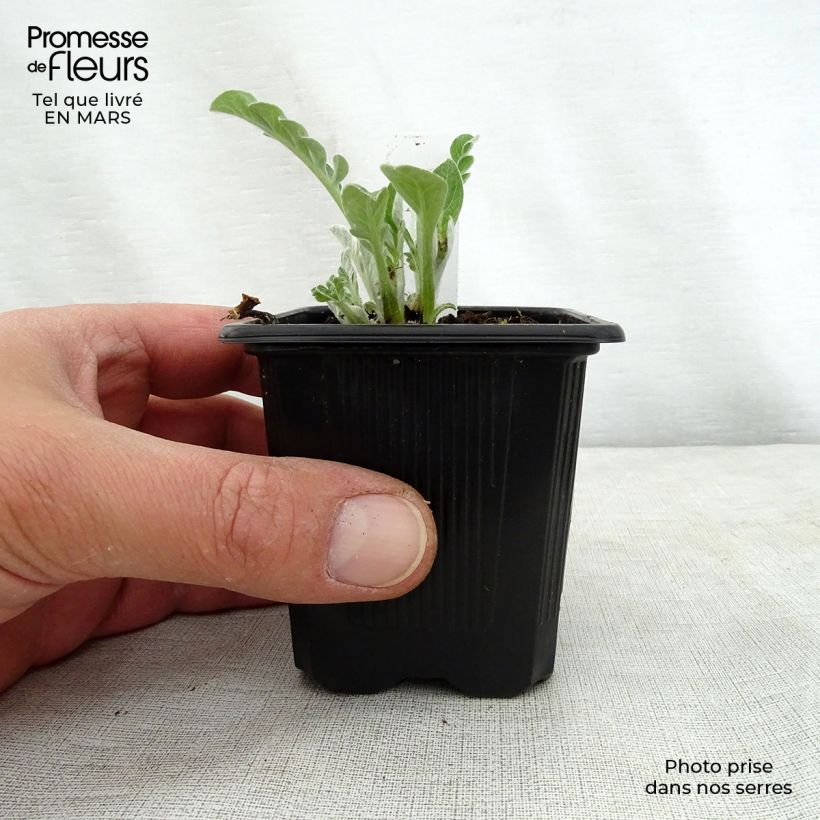 Example of Centaurea hypoleuca John Coutts - Fiordaliso Vasetto da 8/9 cm as you get in printemps