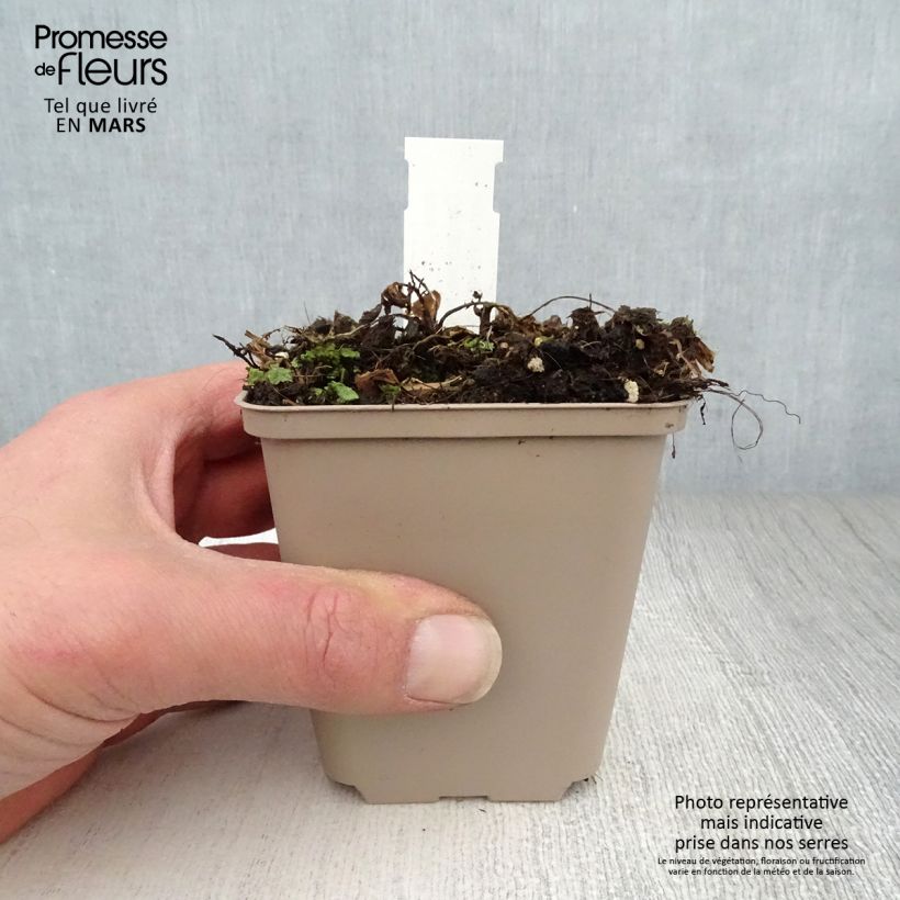 Centaurea ruthenica - Fiordaliso Vasetto da 8/9 cm esemplare consegnato in primavera