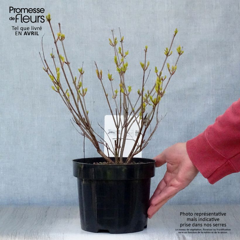 Example of Cephalanthus occidentalis Vaso da 3L/4L as you get in printemps