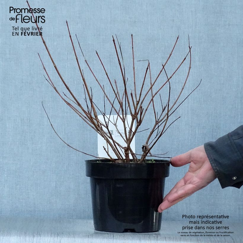 Cephalanthus occidentalis - Bois-bouton Pot de 7,5L/10L esemplare consegnato in inverno