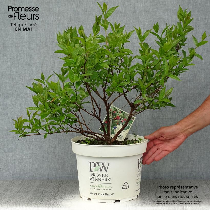 Example of Cephalanthus occidentalis Sugar Shack Vaso da 7,5L/10L as you get in printemps