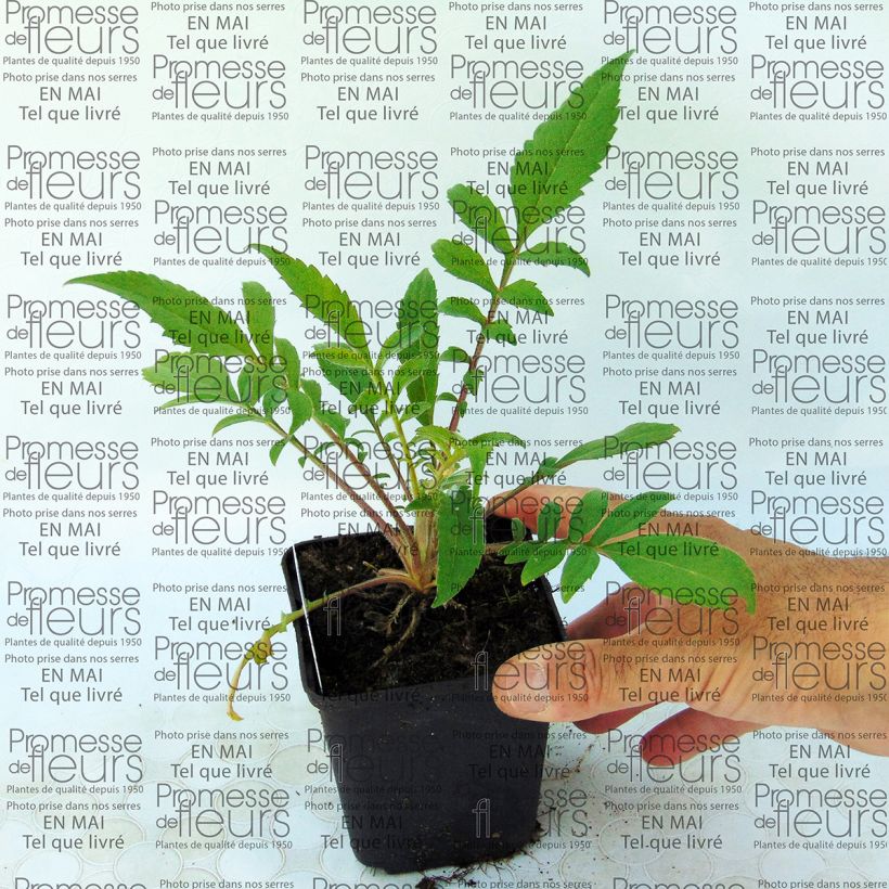 Esempio di esemplare Cephalaria alpina - Vedovina alpina Vasetto da 8/9 cm come consegnato