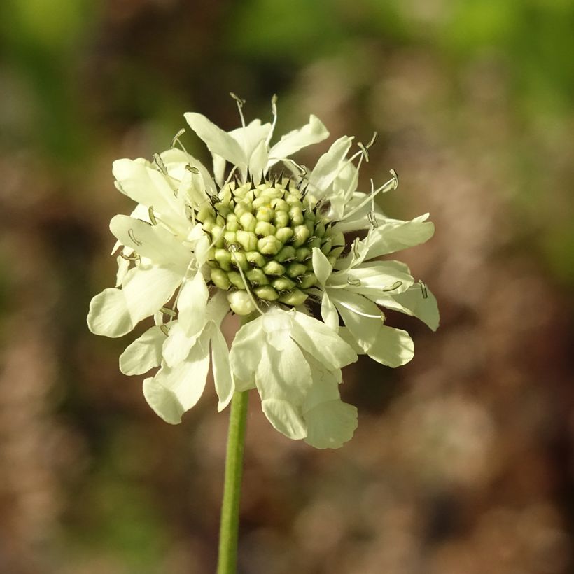 Cephalaria gigantea - Vedovina gigante (Fioritura)