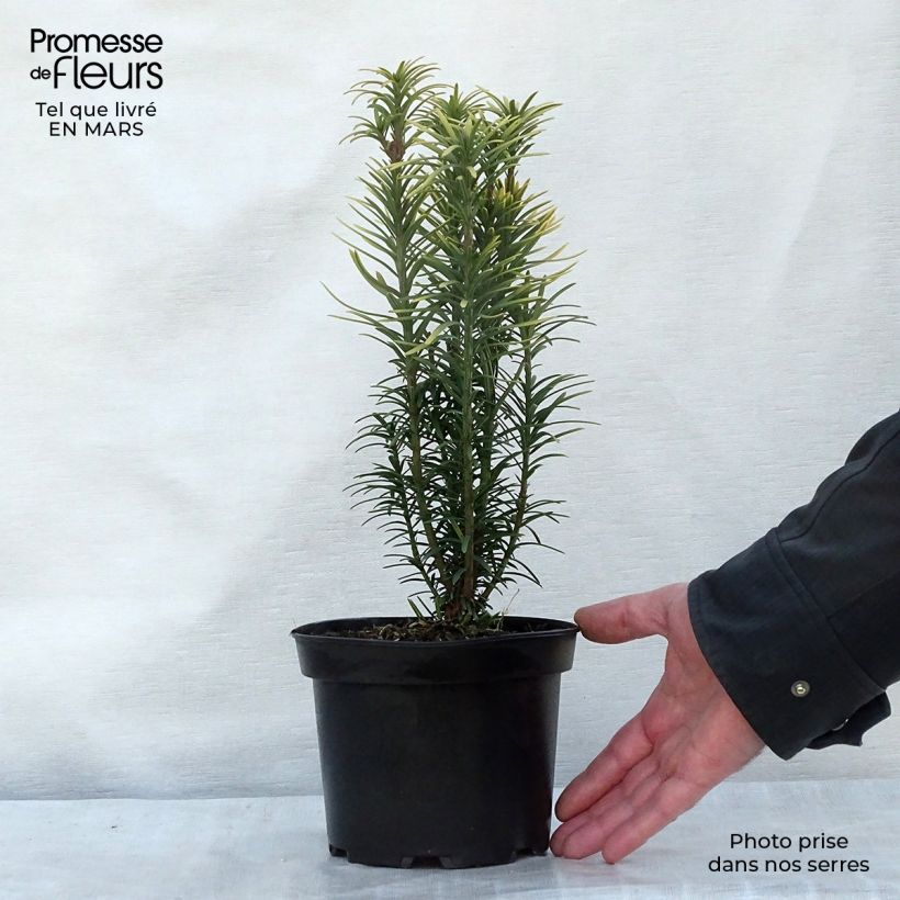 Example of Cephalotaxus harringtonia Korean Gold Vaso da 2L/3L as you get in printemps