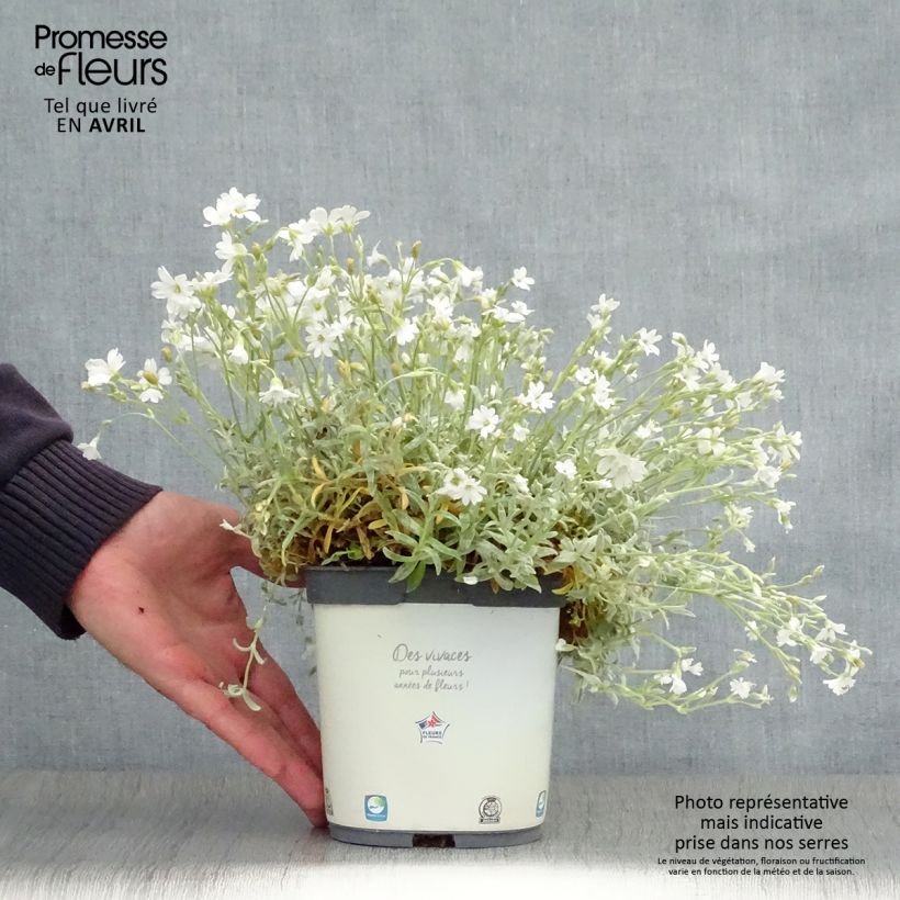 Example of Cerastium tomentosum Yo Yo - Peverina tomentosa Vaso da 2L/3L as you get in printemps