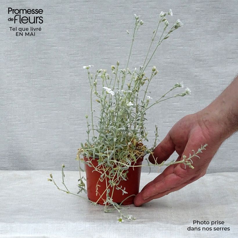 Example of Cerastium tomentosum Yo Yo - Peverina tomentosa Vasetto da 8/9 cm as you get in printemps