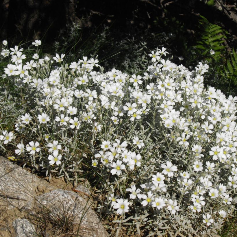 Cerastium tomentosum Yo Yo - Peverina tomentosa (Plant habit)