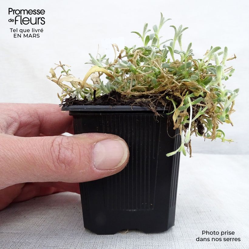 Cerastium tomentosum var. columnae - Peverina tomentosa Vasetto da 8/9 cm esemplare consegnato in primavera