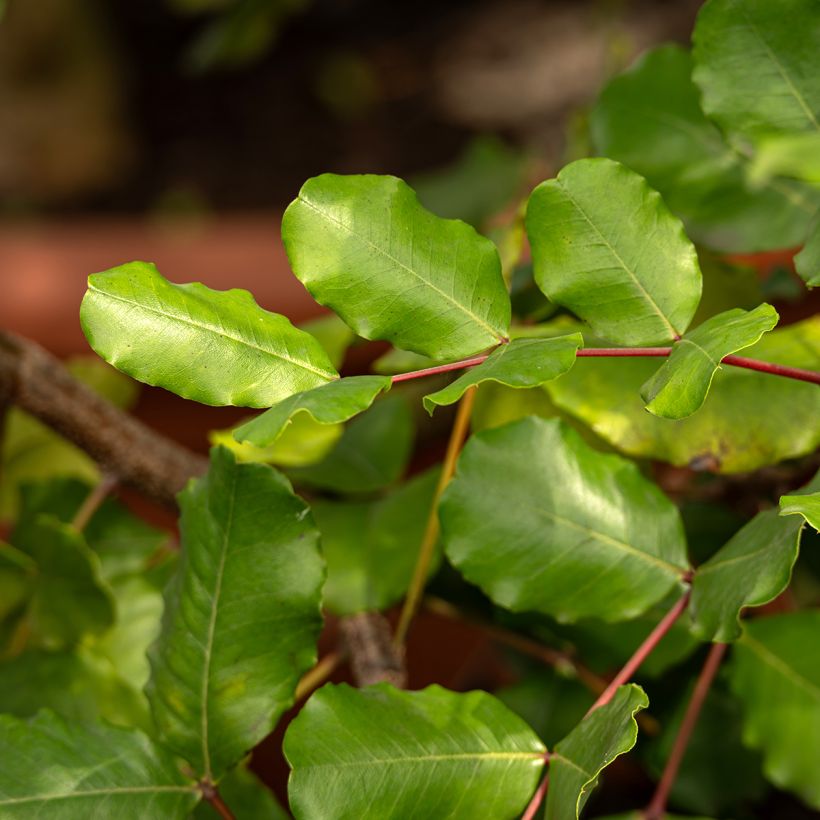 Carrubo (semi) - Ceratonia siliqua (Fogliame)