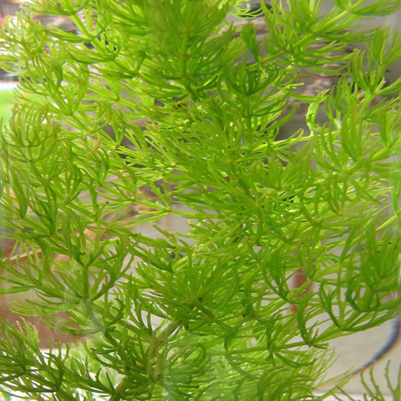 Ceratophyllum demersum - Ceratofillo comune (Fogliame)