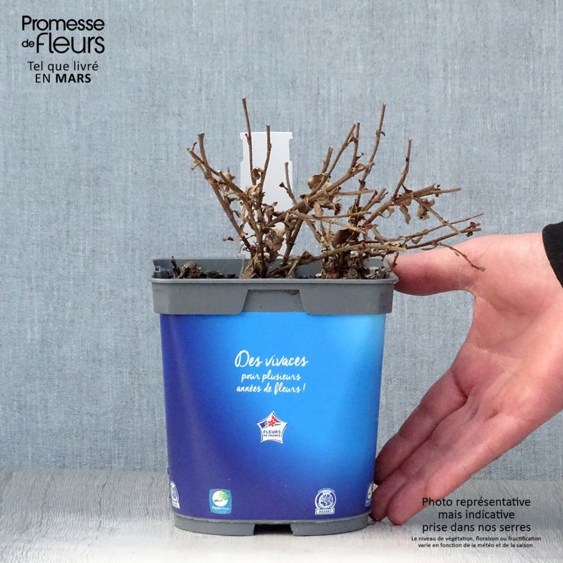 Example of Ceratostigma griffithii Vaso da 2L/3L as you get in printemps