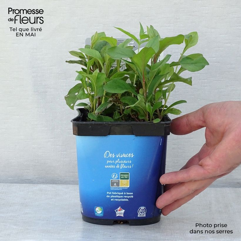 Example of Ceratostigma plumbaginoides - Plumbago blu Vaso da 2L/3L as you get in printemps